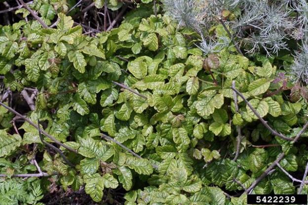 A swarm—er, patch of Toxicodendron diversilobum. Photo by Whitney Cranshaw/Creative Commons.
