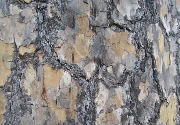 The jigsaw-puzzle bark of the ponderosa pine: a frequent sight at Henry Cowell and Quail Hollow, but otherwise seldom seen on the coast. Hilltromper photo.