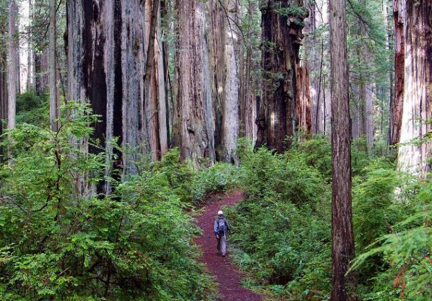 Black Friday is so pre-2015. This Nov. 27, go outside! Photo courtesy Save The Redwoods.