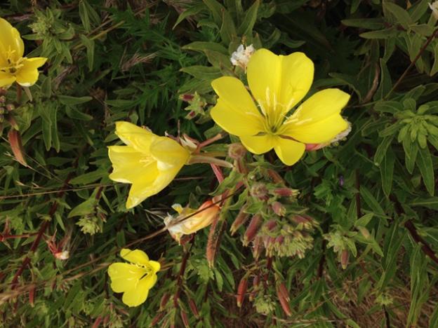 The group gathered yellow primrose, which grows along the bluffs near Davenport.