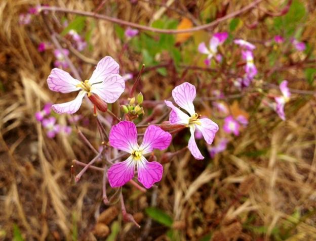 The purple flowers of black mustard are said to nurture mental vitality when used in perfume, much as they restore depleted soil by holding nitrogen.