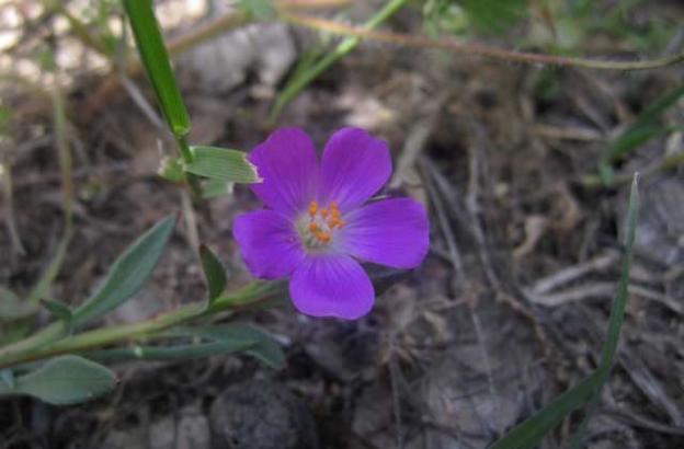 The red maid was blooming wildly in the Picnic Meadow and further up the High Point Trail.