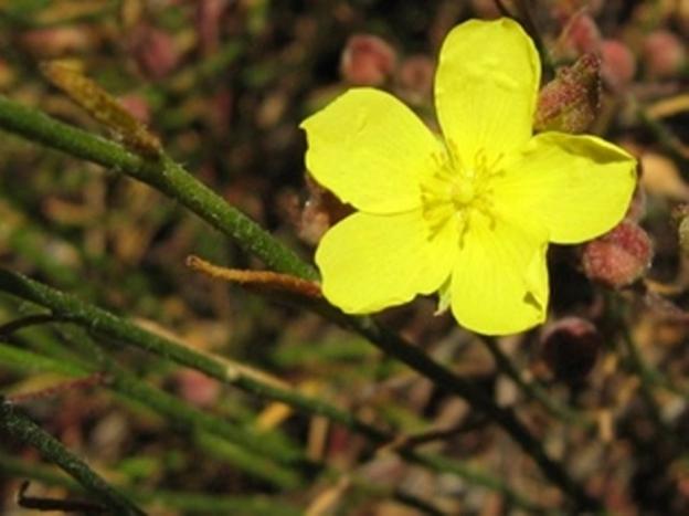 Yellow rock-rose thrives on dry, sunny slopes from Mendocino to San Diego. Photo by Daniel Williford.