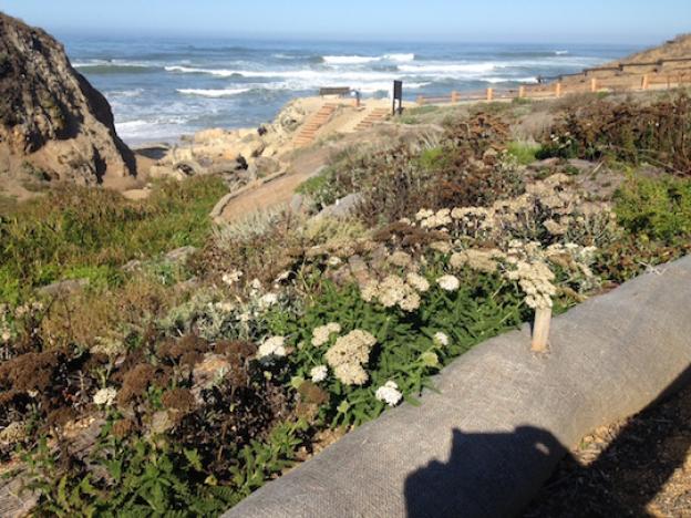 San Vicente Creek, in San Mateo County, after restoration and native replanting. Photo courtesy ECI.