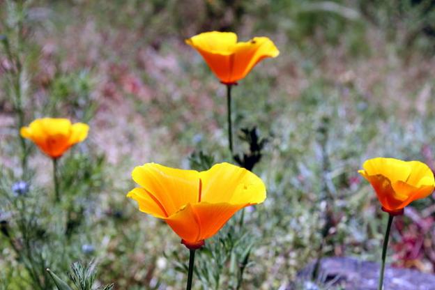 The California poppy: always a favorite. Photo by Darkwind/Creative Commons.