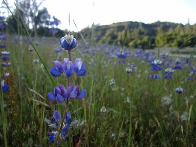 Sky lupine, a Santa Cruz Mountains regular. This was taken at Quail Hollow Ranch. Hilltromper photo.