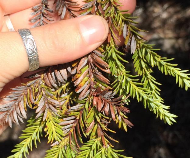 Branch showing diminutive needles and light color.