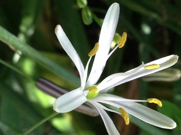 To her surprise, this soap plant bloom opened when author Morgan Dill touched it. Photo by Morgan Dill.