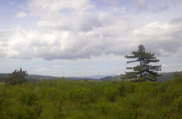 Looking northeast from High Point, with Mt. Hamilton in the distance.