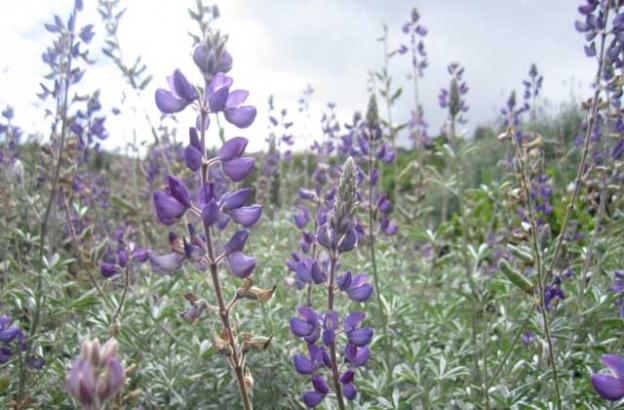 Lupines on the Lupine Loop. (Say it three times fast.)