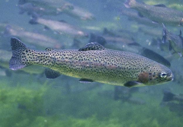 Juvenile rainbow trout. Photo by Eric Engbretson/ U.S. Fish and Wildlife Service