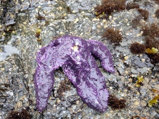 Sea stars like this one melt away when struck with wasting syndrome. Photo courtesy Monica Moritsch
