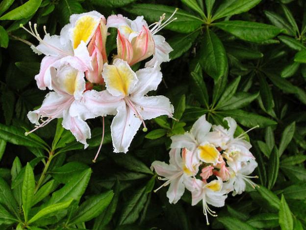 Western Azalea: beautiful AND good-smelling. Photo by Miguel Vieira.