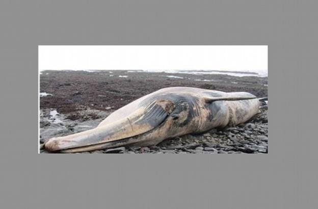 Beached whale on the Point Reyes shore. Photo by Sarah Allen.