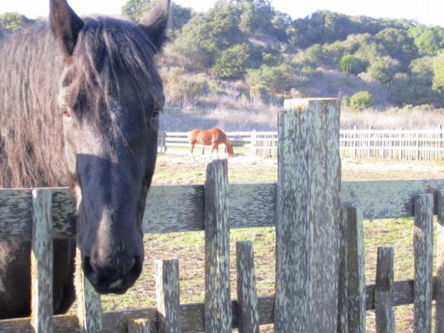 Rocky, one of the draft horses living at Wilder Ranch, comes in for a close look while Josh grazes on in the background. Photo credit: Hilltromper.