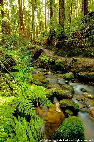 The Fall Creek Trail runs right next to the creek covered in lush greenery. © California State Parks.