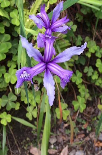 This deep purple Douglas Iris was found growing in Big Sur. 