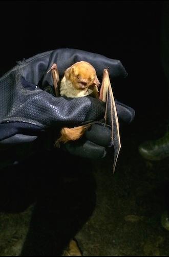 This Western Red Bat is being held firmly but softly by Dr. Frick.