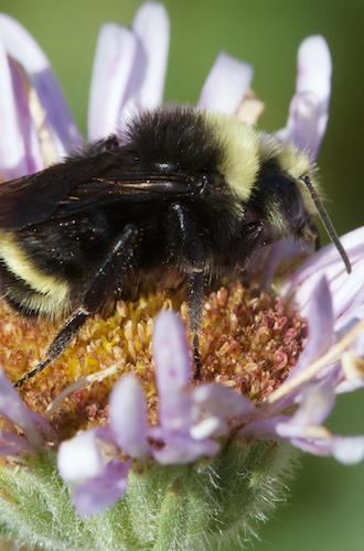 a yellow-faced bumblebee on a seaside daisy. photo by JKehoe_Photos on Flickr.