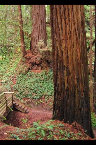 Easy trails in Nisene Marks wend among some old-growth redwoods. Photo credit: Leor Pantilat.
