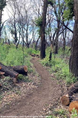 Finished trail with oak regrowth and cleared hazard trees. Brian Homberger for Land Trust Santa Cruz County