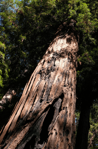 Redwood in Big Basin Redwoods State Park, by Sharon Mollerus CC by 2.0