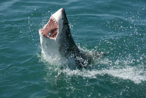 Great White Shark showing off a deadly set of teeth. Photo by Travelbag Ltd (Flickr)