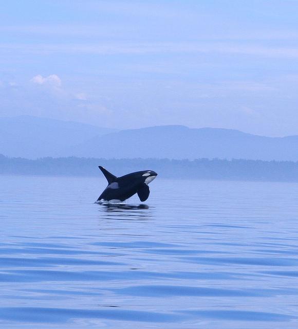 A wild orca leaping out of the water. Photo by Kim (Flickr)