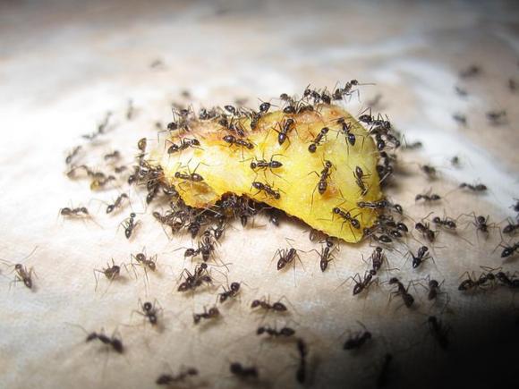 We all know how it works. One ant starts the party and his buddies are close behind. Photo by Zainichi Gaikokujin.