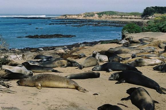 Elephant seal mothers and pups at Ano Nuevo. Photo credit: MonicaSP54 on Creative Commons.