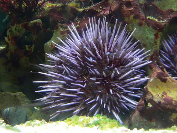Purple sea urchins are found in the tidepools and kelp forests of the Pacific Coast. Photo by David Monniaux on Wikimedia Commons. 