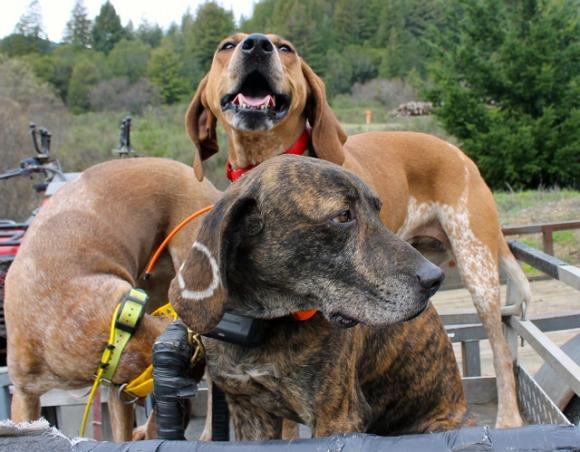 Cajun, a Plott hound, and his two English coonhound counterparts, Sage and Randy, wait for their chance to track a mountain lion.  Brendan Bane photo.