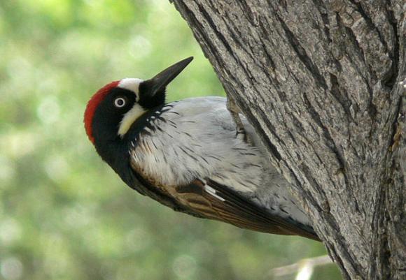 Acorn woodpeckers: industrious hoarders, group breeders. Photo by Linda Tanner on Creative Commons.