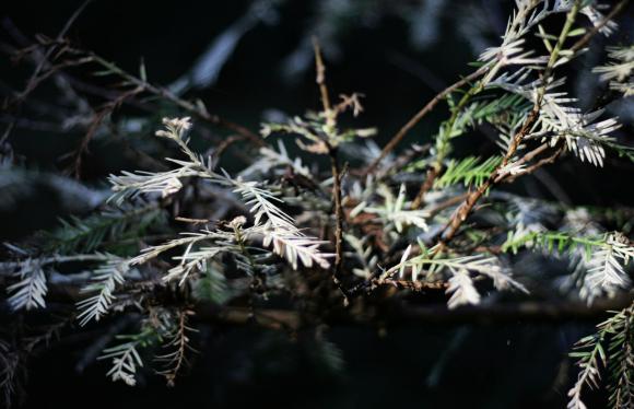 The white needles of an albino redwood. Needles are often more yellowed than this. Photo by Richard Masoner / Creative Commons. 