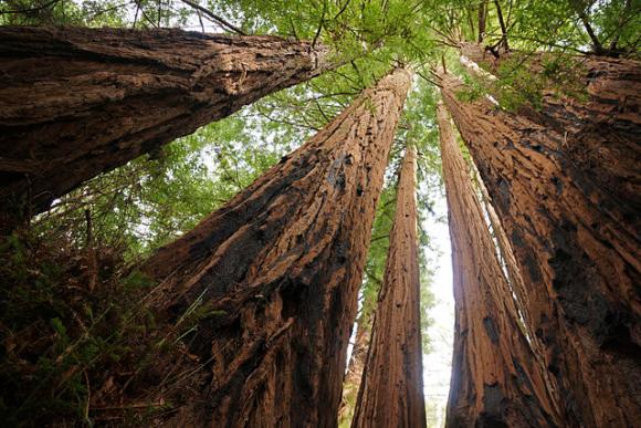 Ten of the 14 biggest trees in the Santa Cruz Mountains are found in Big Basin. Photo: Allie Caulfield
