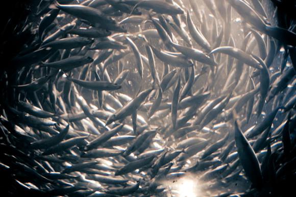 Anchovies in a bait ball. Photo by Cliff/Wikimedia Commons.