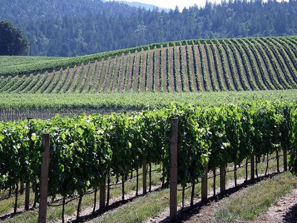 Anderson Valley grapevines photographed by T Chu.