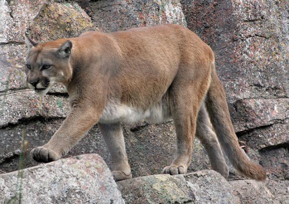 Mountain lions—also called pumas, panthers, cougars and catamounts—can weigh over 200 pounds. Photo by Tony Hisgett / Creative Commons.