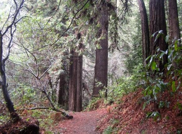 A rainy day calls for a walk under the redwoods, where the canopy shelters the trail. Nisene Marks State Park delivers. Hilltromper photo.
