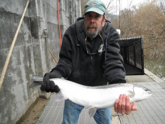 Aquatic Entomologist Barry Burt Shows the White Underbelly of the Female Steelhead Trout