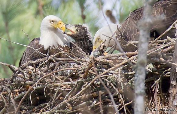 A bald eagle pair nurturing their chick in North Carolina. Photo by Bill Majoros on Flickr.