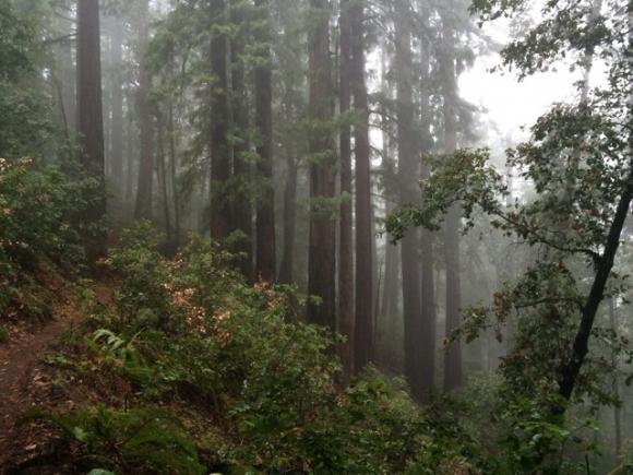 Redwoods on the Brook Trail. Pescadero Creek does "misty forest" very well.