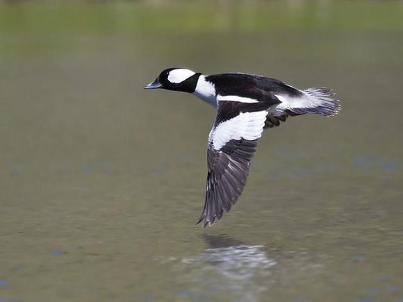 The striking markings of the bufflehead are a common sight on Five Fingers Loop. Photo by Bill Bouton via Wikimedia.