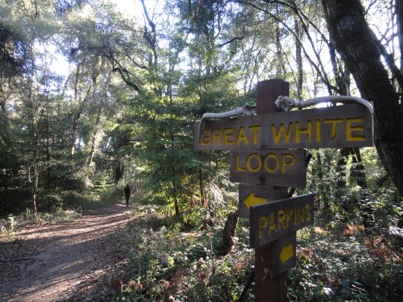 From this point on, the trail to the Great White Redwood is pretty steep. Photo by Garrett McAuliffe.