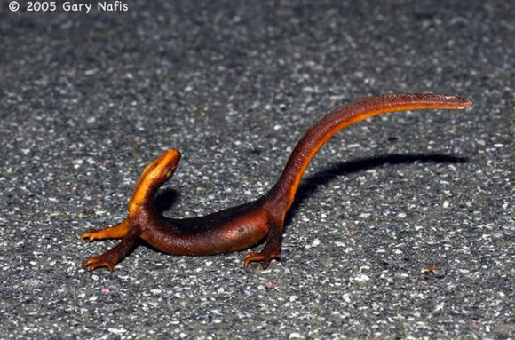 Easy, tiger! A California newt in a defensive posture. Photo by Gary Nafis.