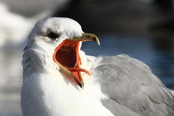 California gull with mouth open