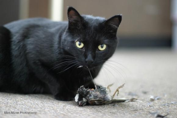 Black cat looks up from eating a bird on a carpet. Photo by Mark Marek. 
