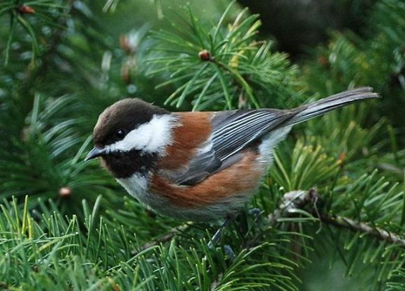 A fine example of a chestnut-backed chickadee. Photo by Minette Layne/Creative Commons.