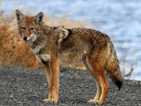 Coyotes have long been known to fish in streams and lakes. Beaches, not so much. USFWS photo.