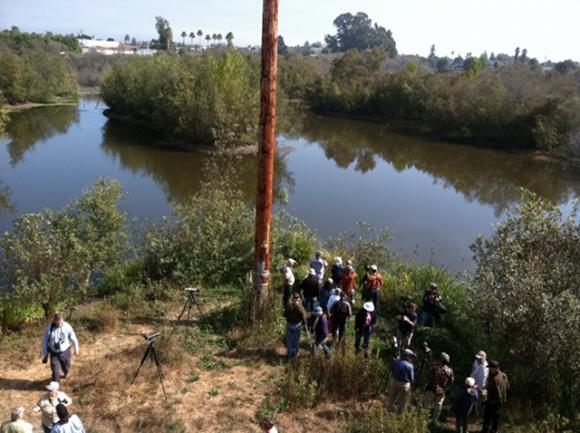 Birders line up to see a common cuckoo in a Watsonville slough in September 2012. Photo by Scott Smithson.